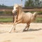 Gorgeous palomino stallion running