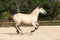 Gorgeous palomino stallion running