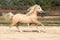 Gorgeous palomino stallion running