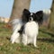 Gorgeous papillon in autumn