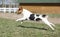 Gorgeous Parson Russell terrier running