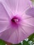 Gorgeous Pastel Purple Trumpet Flower Blossoming