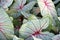 Gorgeous pattern and texture of leafy Caladium plant