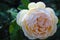 Gorgeous peach peace rose on right hand of frame