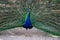 Gorgeous peacock with fabulous and colorful tail on Lokrum Island