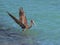 Gorgeous Pelican Coming in for a Water Landing