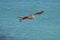 Gorgeous Pelican Flying with His Wings Extended in Flight