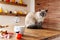 Gorgeous pet cat sitting on table in halloween theme decorated living room. Lifestyle Halloween holiday family house interior.