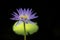 Gorgeous Photo of Purple Water Lily Flower with Yellow Stamens and Bright Green Leaf Against Dark Water