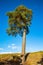 Gorgeous pine tree up down view on blue sky with white clouds background.