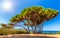 Gorgeous pine trees at the coast of Tuscany