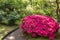 Gorgeous pink azalea in the Japanese garden in the Hague, Netherlands