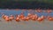 Gorgeous pink flamingos on the lake. Lot of