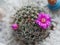 Gorgeous pink flower blooming from a small cactus with hooks