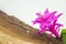 Gorgeous pink flower on a rustic wooden board