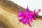 Gorgeous pink flower on a rustic wooden board