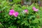 Gorgeous pink flowers tucked into greenery of bushes in landscaped garden