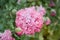 Gorgeous pink fluffy peony flowers blooming in the garden, sunny summer day