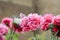 Gorgeous pink fluffy peony flowers blooming in the garden, sunny summer day