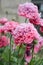 Gorgeous pink fluffy peony flowers blooming in the garden, sunny summer day