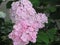 Gorgeous Pink Hydrangea Flowers blossom Park Garden summer 2018