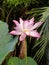 Gorgeous Pink Lily head Vietnam