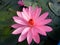 Gorgeous Pink Lotus Flower Blooming Among Green Leaves in the Pond
