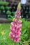 Gorgeous pink petals on long healthy stalks growing in landscaped garden