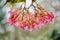 Gorgeous pink red Angel Wing Begonia flowers