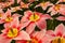 Gorgeous pink-red tulips with pistil and stamens