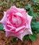 A gorgeous pink rose in full bloom in a Mysore based park