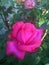 Gorgeous pink rosebud in a morning garden