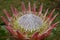 Gorgeous Pink Spikey Protea Flower Blossoms in a Garden