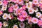 Gorgeous pink and white Argyranthemum flowers or Marguerite Daisies in the garden surrounded by lush green stems and leaves