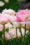 Gorgeous pink and white peonies in the spring at the Morton Arboretum.