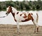 Gorgeous pinto stallion with nice bridle standing