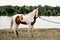 Gorgeous pinto stallion with nice bridle standing