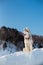 Gorgeous Portrait of Siberian husky on ice on the frozen Okhotsk sea and forest background