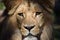 Gorgeous Portrait of Young Male Katanga Lion Head Closeup
