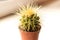 Gorgeous prickly cactus on a light background . Close up.