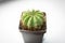 Gorgeous prickly cactus on a light background . Close up.