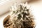 Gorgeous prickly cactus on a light background . Close up.