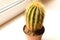 Gorgeous prickly cactus on a light background . Close up.