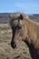 Gorgeous Profile of an Icelandic Horse in Iceland