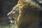 Gorgeous Profile of a Large Male Lion