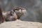 Gorgeous Profile of a River Otter Up Close