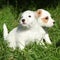 Gorgeous puppies of Jack Russell Terrier