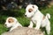 Gorgeous puppies of Jack Russell Terrier on stone