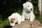 Gorgeous puppies of Jack Russell Terrier on stone