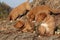 Gorgeous puppies of Nova Scotia in nature